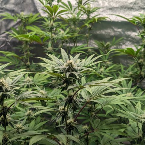 Lemon Cherry Gelato x Black Velvet #1 growlog timeline photo