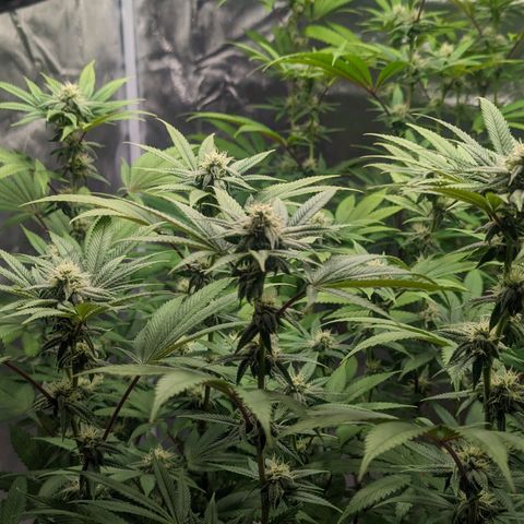 Lemon Cherry Gelato x Black Velvet #1 growlog timeline photo