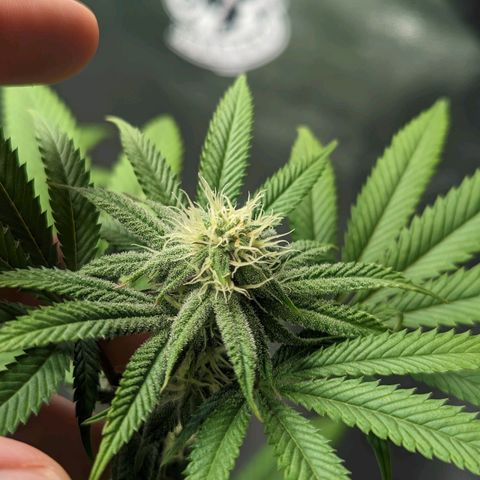 Lemon Cherry Gelato x Black Velvet #1 growlog timeline photo