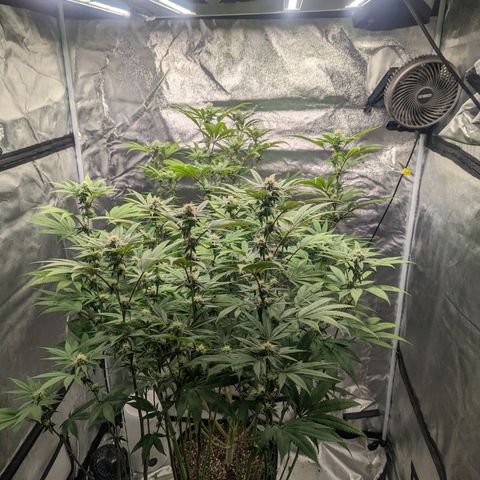 Lemon Cherry Gelato x Black Velvet #1 growlog timeline photo