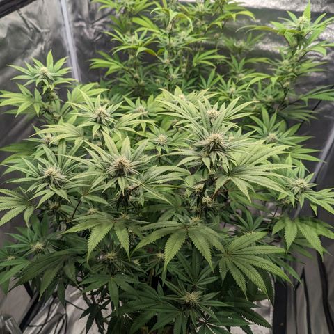 Lemon Cherry Gelato x Black Velvet #1 growlog timeline photo