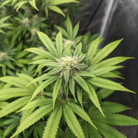 Lemon Cherry Gelato x Black Velvet #1 growlog timeline photo