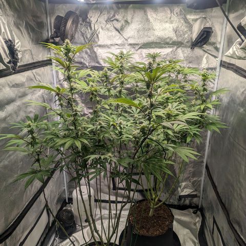 Lemon Cherry Gelato x Black Velvet #1 growlog timeline photo