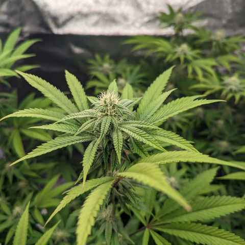 Lemon Cherry Gelato x Black Velvet #1 growlog timeline photo