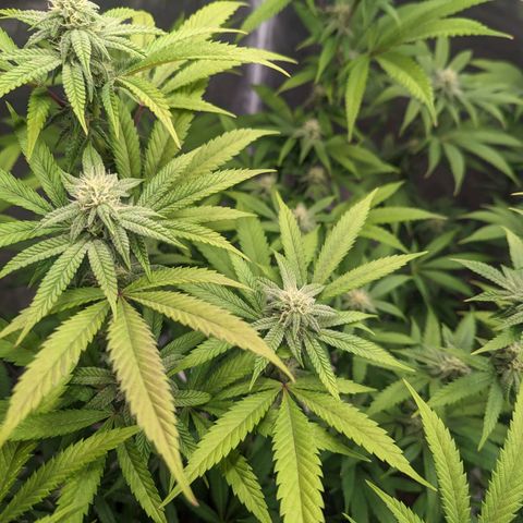 Lemon Cherry Gelato x Black Velvet #1 growlog timeline photo