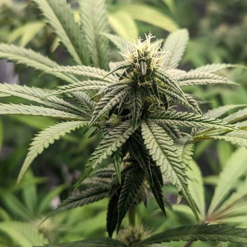 Lemon Cherry Gelato x Black Velvet #1 growlog timeline photo