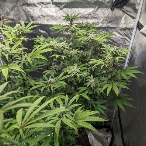Lemon Cherry Gelato x Black Velvet #1 growlog timeline photo