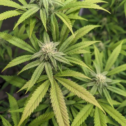 Lemon Cherry Gelato x Black Velvet #1 growlog timeline photo
