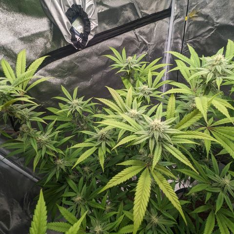 Lemon Cherry Gelato x Black Velvet #1 growlog timeline photo