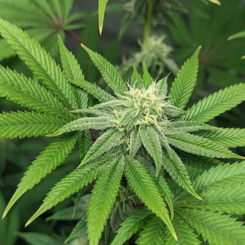 Lemon Cherry Gelato x Black Velvet #1 growlog timeline photo