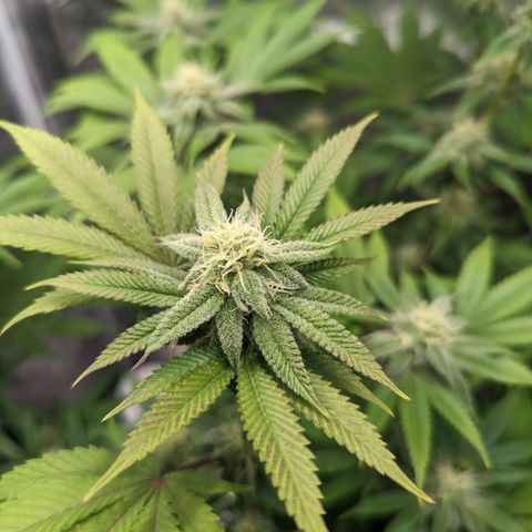 Lemon Cherry Gelato x Black Velvet #1 growlog timeline photo