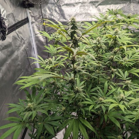Lemon Cherry Gelato x Black Velvet #1 growlog timeline photo