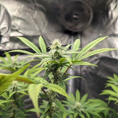 Lemon Cherry Gelato x Black Velvet #1 growlog timeline photo