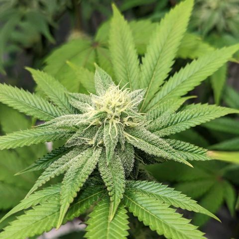Lemon Cherry Gelato x Black Velvet #1 growlog timeline photo