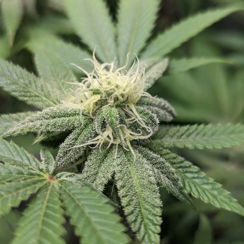 Lemon Cherry Gelato x Black Velvet #1 growlog timeline photo