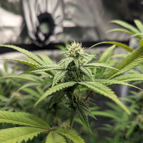 Lemon Cherry Gelato x Black Velvet #1 growlog timeline photo