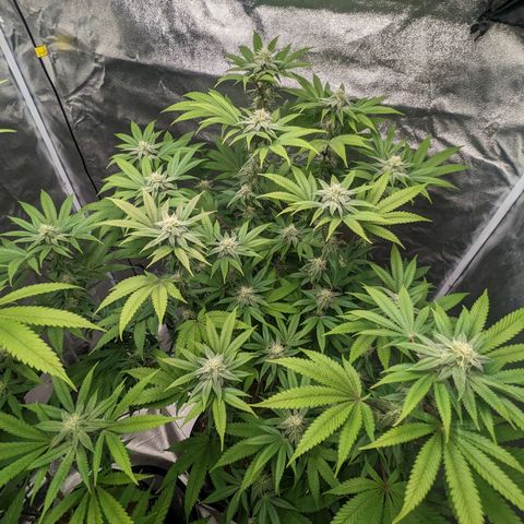 Lemon Cherry Gelato x Black Velvet #1 growlog timeline photo