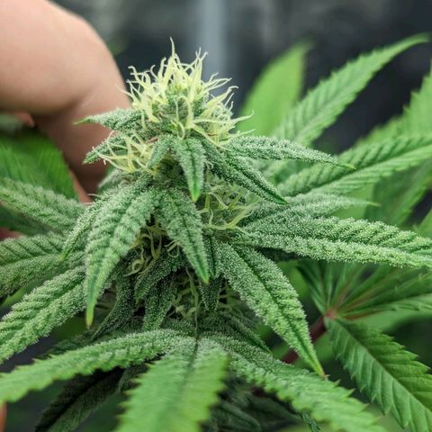 Lemon Cherry Gelato x Black Velvet #1 growlog timeline photo