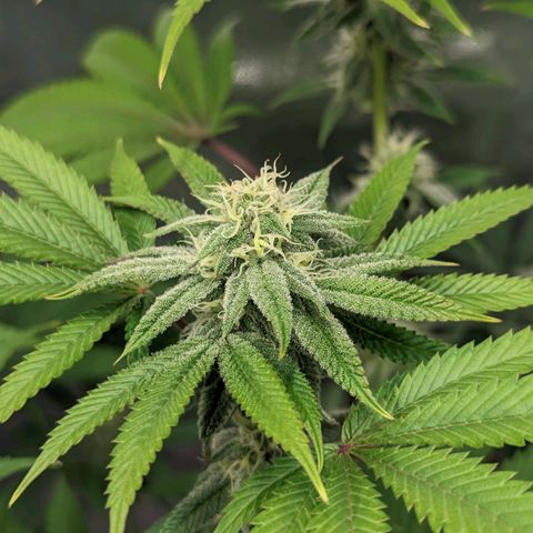 Lemon Cherry Gelato x Black Velvet #1 growlog timeline photo