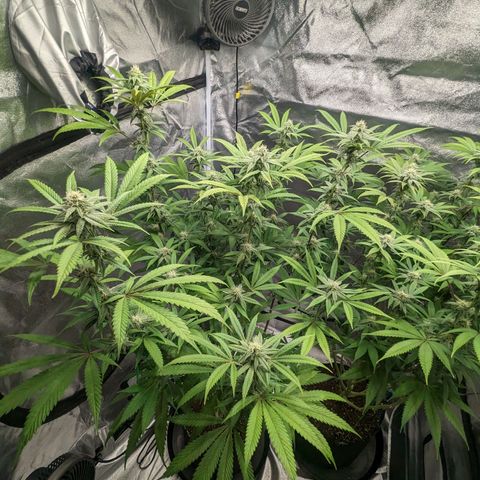 Lemon Cherry Gelato x Black Velvet #1 growlog timeline photo