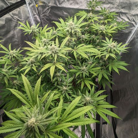 Lemon Cherry Gelato x Black Velvet #1 growlog timeline photo