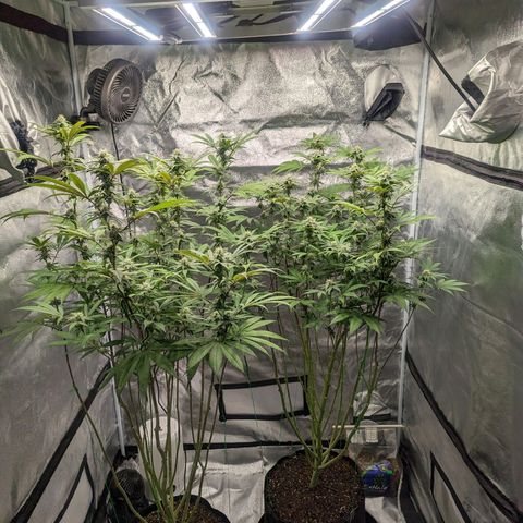 Lemon Cherry Gelato x Black Velvet #1 growlog timeline photo
