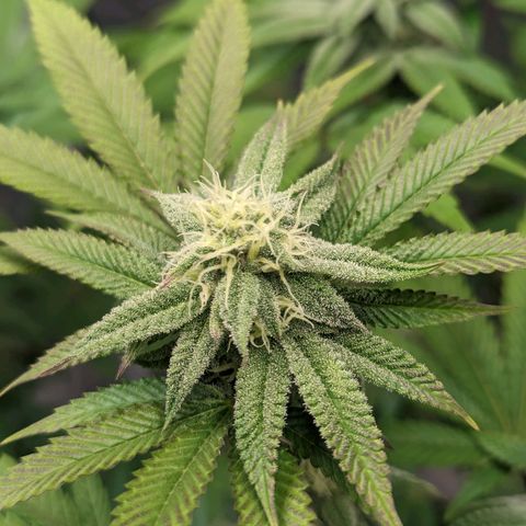 Lemon Cherry Gelato x Black Velvet #1 growlog timeline photo