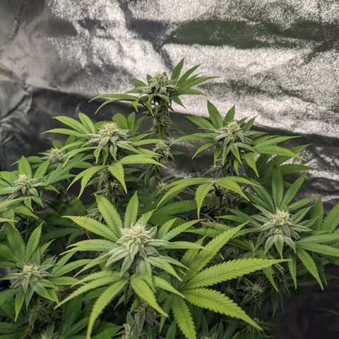 Lemon Cherry Gelato x Black Velvet #1 growlog timeline photo