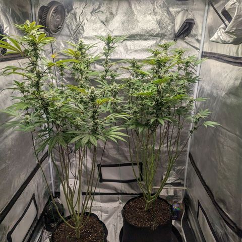 Lemon Cherry Gelato x Black Velvet #1 growlog timeline photo
