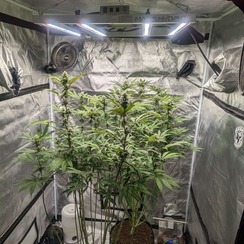 Lemon Cherry Gelato x Black Velvet #1 growlog timeline photo