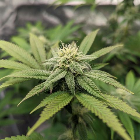 Lemon Cherry Gelato x Black Velvet #1 growlog timeline photo