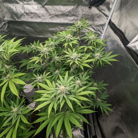 Lemon Cherry Gelato x Black Velvet #1 growlog timeline photo