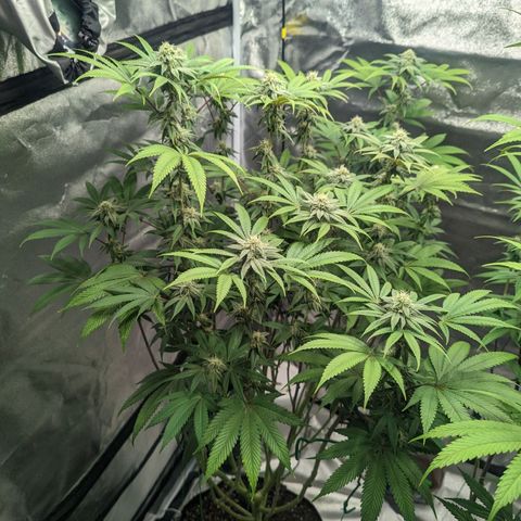Lemon Cherry Gelato x Black Velvet #1 growlog timeline photo