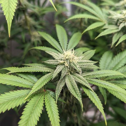 Lemon Cherry Gelato x Black Velvet #1 growlog timeline photo