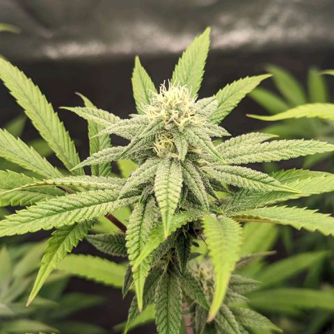 Lemon Cherry Gelato x Black Velvet #1 growlog timeline photo