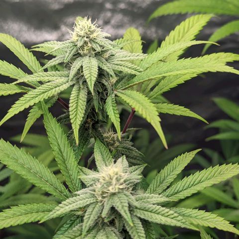 Lemon Cherry Gelato x Black Velvet #1 growlog timeline photo