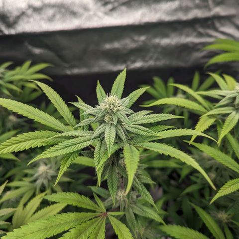 Lemon Cherry Gelato x Black Velvet #1 growlog timeline photo