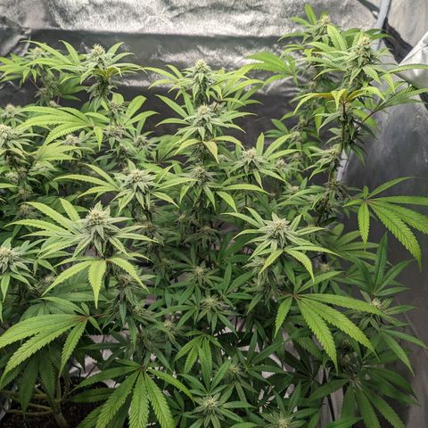 Lemon Cherry Gelato x Black Velvet #1 growlog timeline photo