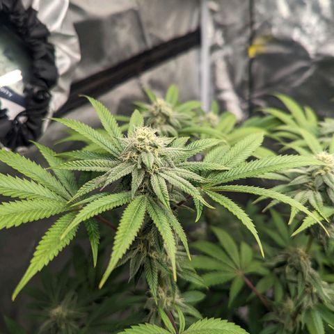 Lemon Cherry Gelato x Black Velvet #1 growlog timeline photo