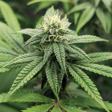 Lemon Cherry Gelato x Black Velvet #1 growlog timeline photo