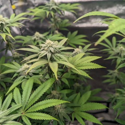 Lemon Cherry Gelato x Black Velvet #1 growlog timeline photo