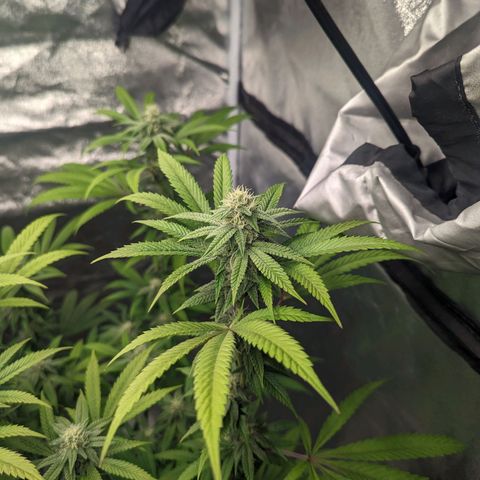 Lemon Cherry Gelato x Black Velvet #1 growlog timeline photo