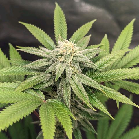 Lemon Cherry Gelato x Black Velvet #1 growlog timeline photo