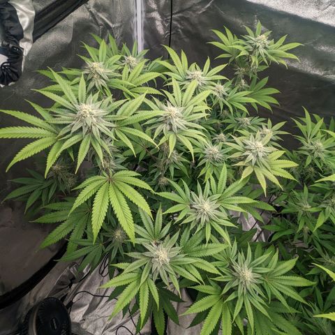 Lemon Cherry Gelato x Black Velvet #1 growlog timeline photo