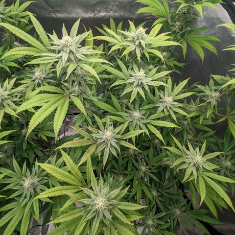 Lemon Cherry Gelato x Black Velvet #1 growlog timeline photo