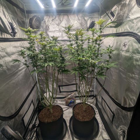 Lemon Cherry Gelato x Black Velvet #1 growlog timeline photo