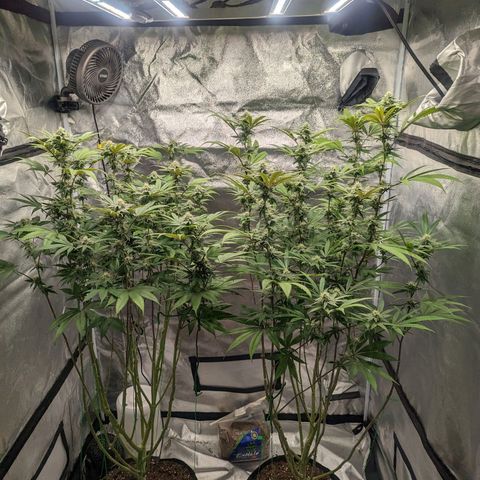 Lemon Cherry Gelato x Black Velvet #1 growlog timeline photo