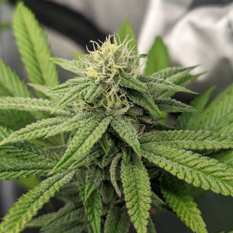 Lemon Cherry Gelato x Black Velvet #1 growlog timeline photo