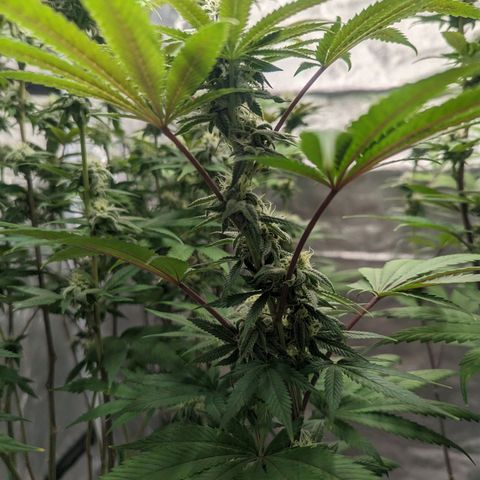 Lemon Cherry Gelato x Black Velvet #1 growlog timeline photo