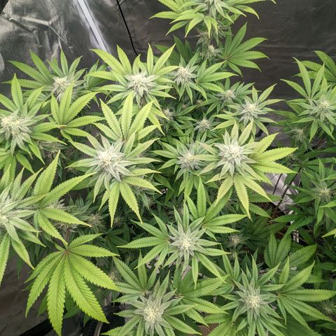 Lemon Cherry Gelato x Black Velvet #1 growlog timeline photo